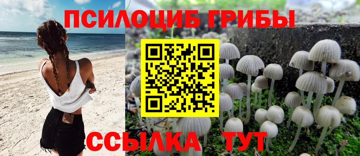 Псилоцибиновые грибы Psilocybine cubensis  Псилоцибиновые грибы Psilocybe  купить закладку  Великий Новгород  Вход с VPN 